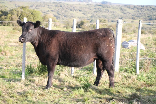 Remate 233