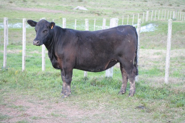 Remate 233