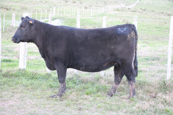 Remate 233
