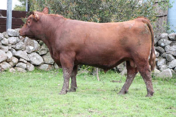 Remate 233