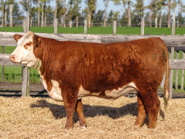 Remate 234