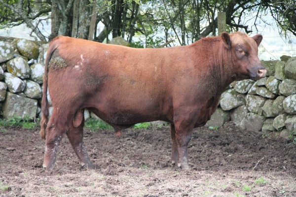 Remate 233