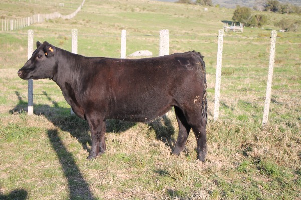 Remate 233