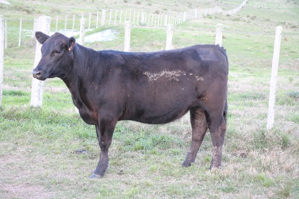 Remate 233